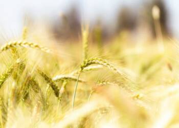 EAttachments9462308390248adc0533336ff06420047d83a7d xl 1024x684 1