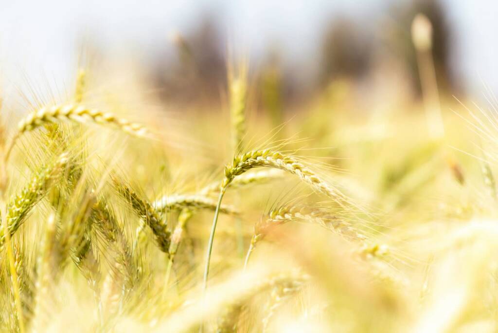 EAttachments9462308390248adc0533336ff06420047d83a7d xl