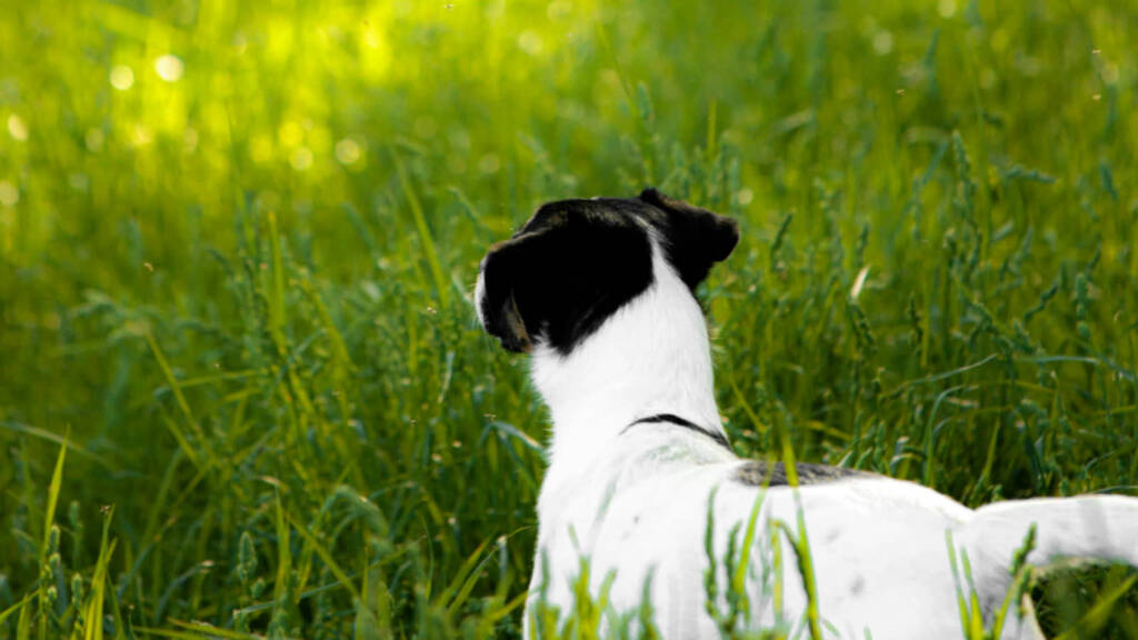 EAttachments94624919f998738c8ccf177fe6d4dcebd8198c4 xl