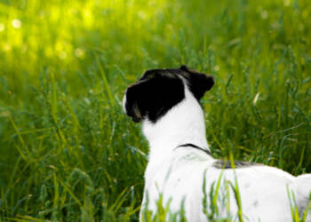 EAttachments94624919f998738c8ccf177fe6d4dcebd8198c4 xl