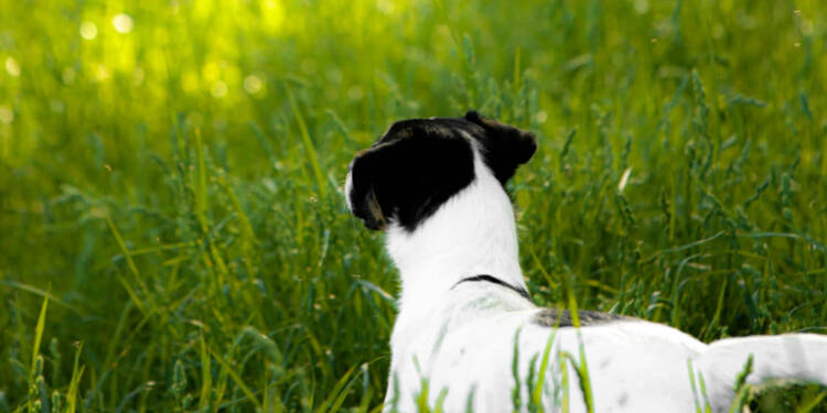 EAttachments94624919f998738c8ccf177fe6d4dcebd8198c4 xl