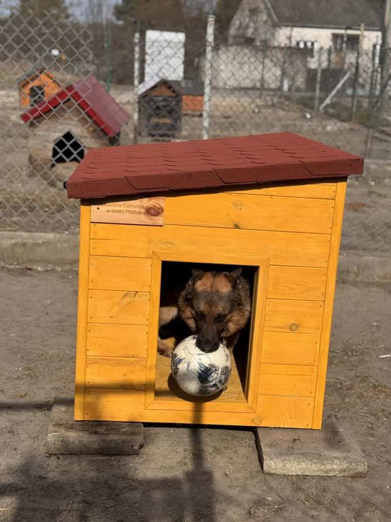 Resocjalizacja przez pomoc. Osadzeni pracują w schronisku 2 657873294_1358993366263384_7908237165288889024_n.jpg