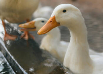 EAttachments9463853ee95dc021ef887160f0e809a2312b31e xl 1024x576 1