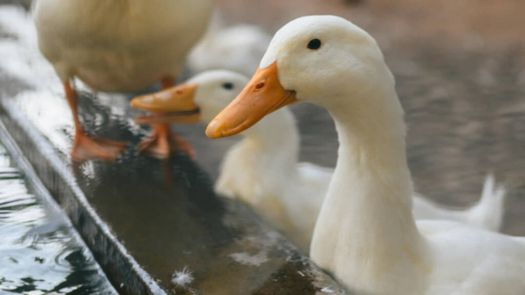 EAttachments9463853ee95dc021ef887160f0e809a2312b31e xl