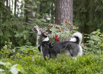 EAttachments9464881f9174e086a9be22b67d0d49e42e37dc7 xl