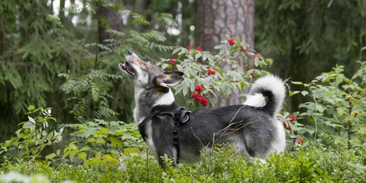 EAttachments9464881f9174e086a9be22b67d0d49e42e37dc7 xl