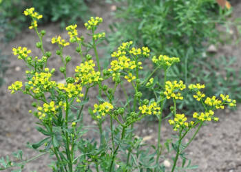 EAttachments946488927f73d2781a3a2c6ede5617c8435ba21 xl