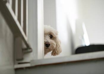 EAttachments9467143f89ec6f4365dcb99c1af2536d5db135a xl