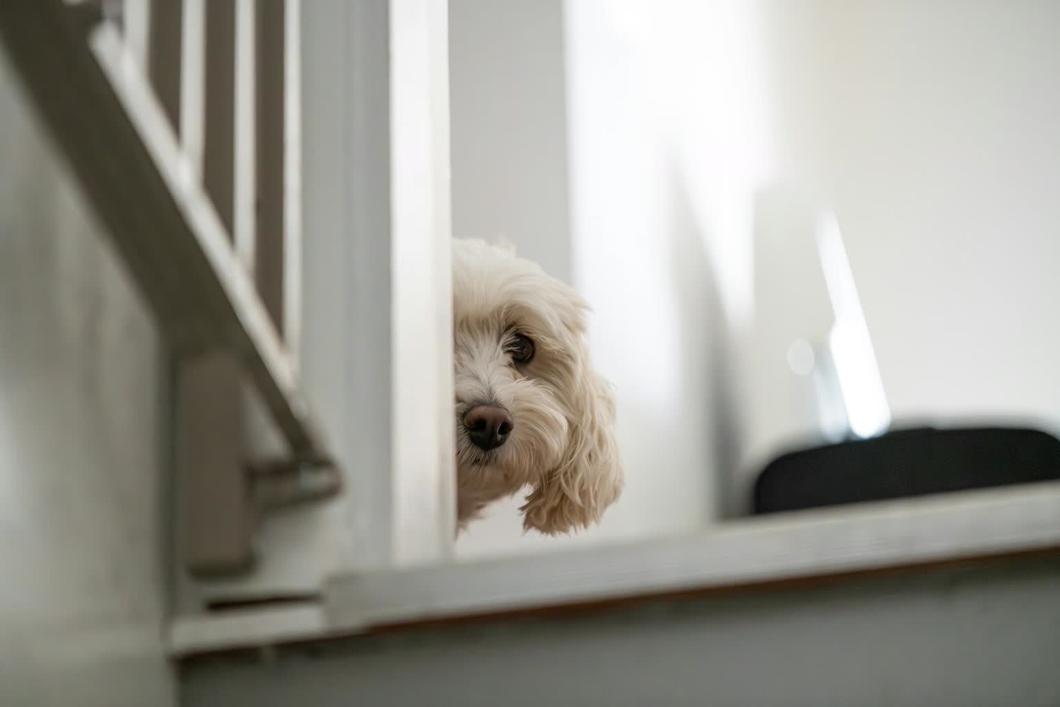 22.04.2026 Chwila dla pupila – dlaczego pies niszczy rzeczy w domu?