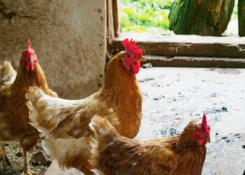 EAttachments946894720fe6d43725d7855045c0c94a893abe5 xl