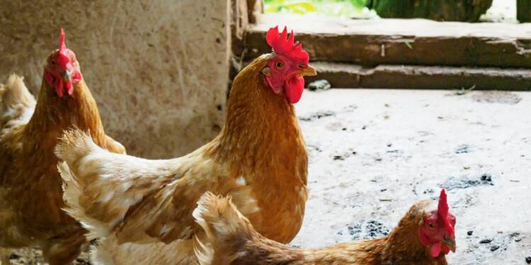 EAttachments946894720fe6d43725d7855045c0c94a893abe5 xl