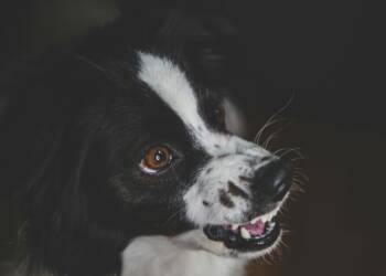 EAttachments9471809288ab72e4e327da1c1d6e32117d76271 xl