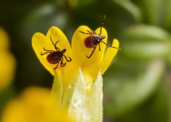 EAttachments94729966065b8c74a405a93320e137e5e6d1760 xl