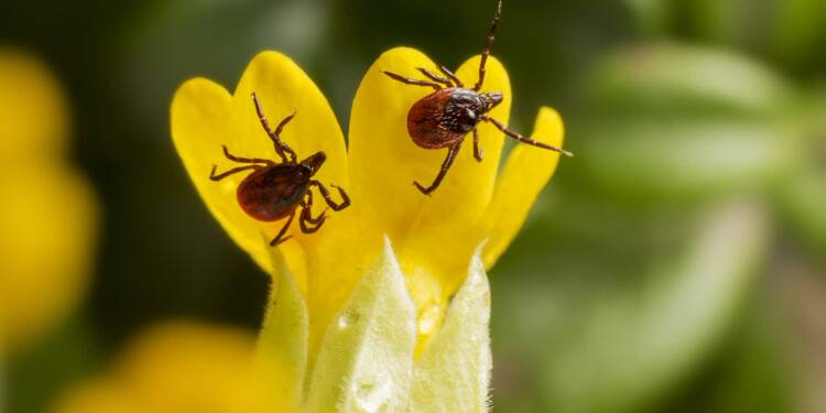 EAttachments94729966065b8c74a405a93320e137e5e6d1760 xl