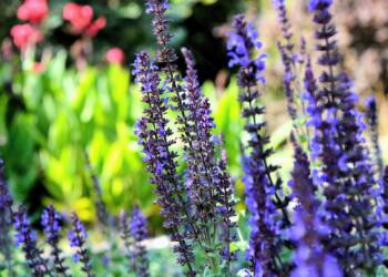 EAttachments9473636131a496436f9faceb3c72f18fc7b5f66 xl