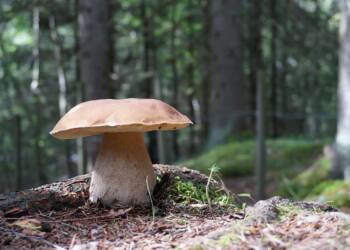 EAttachments947370549fd1402e55b043d589a891d17923848 xl