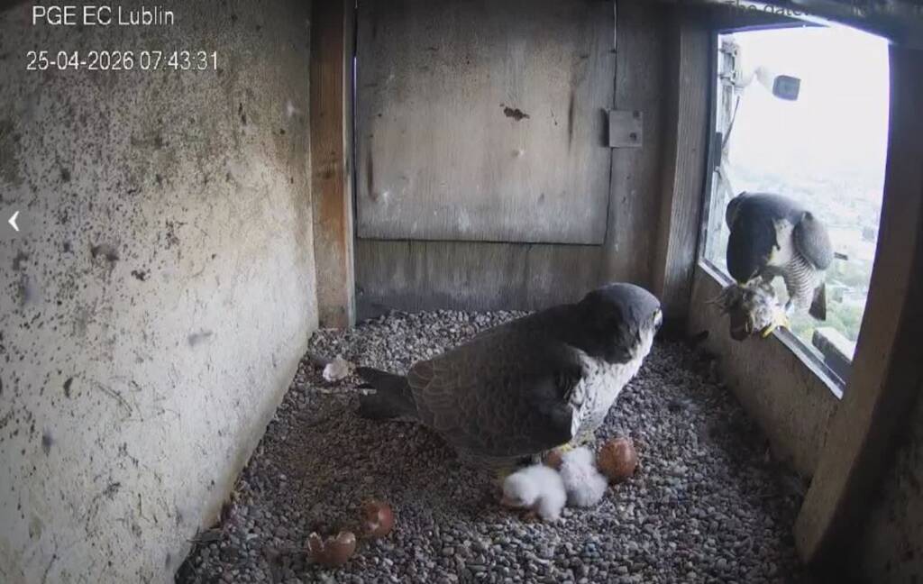 EAttachments94743587458494d0e6388c9ef17b45cdd8ac9a8 xl