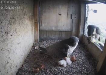 EAttachments94743587458494d0e6388c9ef17b45cdd8ac9a8 xl