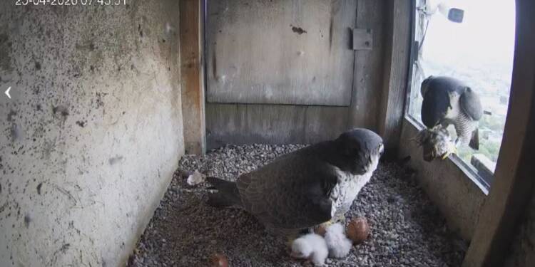 EAttachments94743587458494d0e6388c9ef17b45cdd8ac9a8 xl