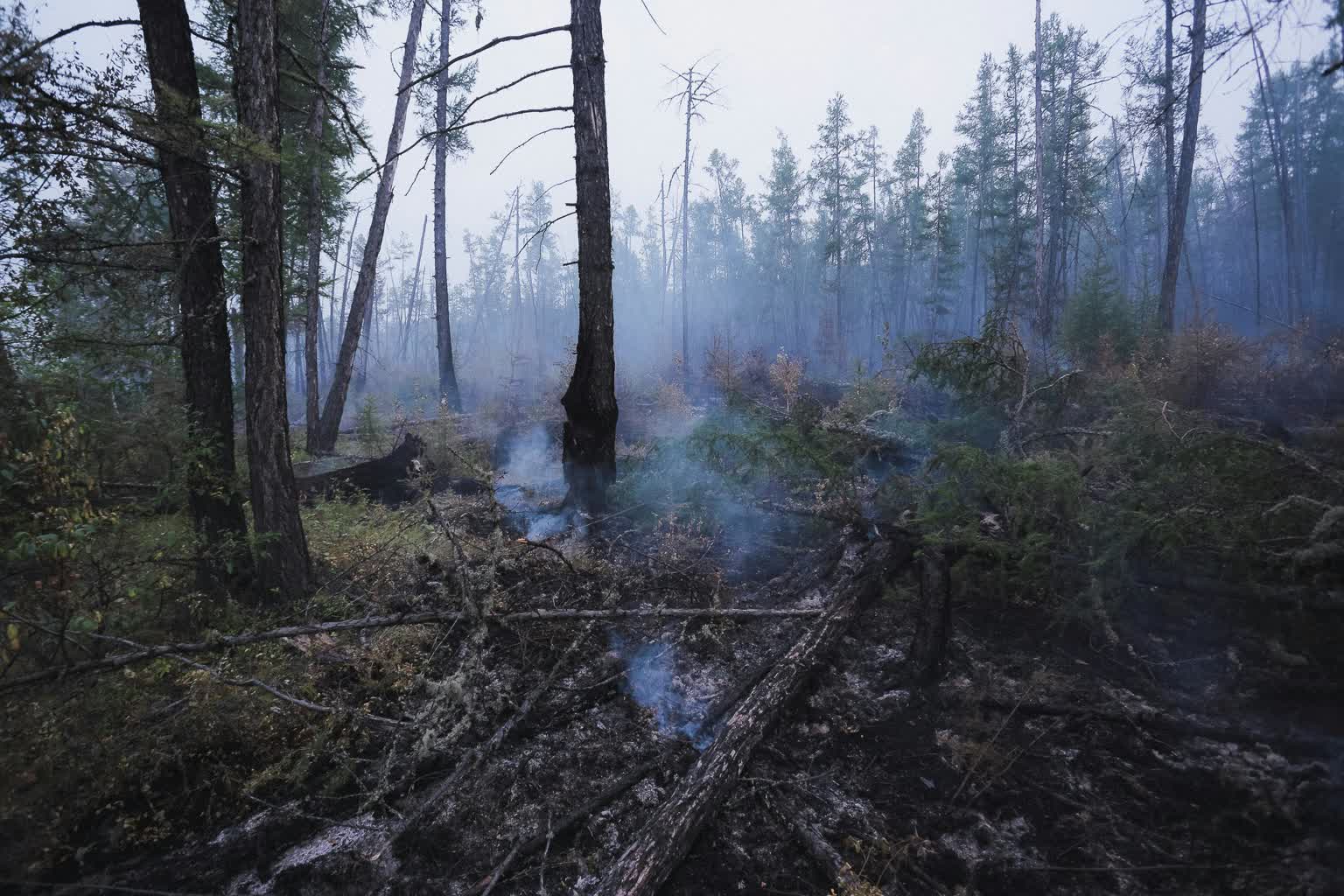 Lasy w regionie zagrożone pożarami. Strażacy apelują o ostrożność 4 pexels-petr-wolf-99378545-9369212.jpg