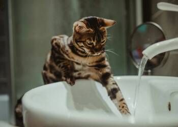 EAttachments947947523780b5698a4c113615676c19790d40e xl