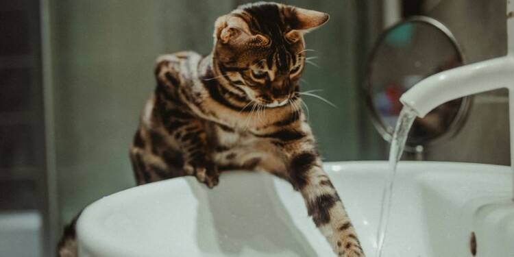 EAttachments947947523780b5698a4c113615676c19790d40e xl