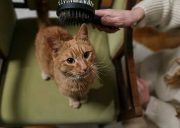 EAttachments947999914f4867e04816bb1268f89dfdf5da09c xl