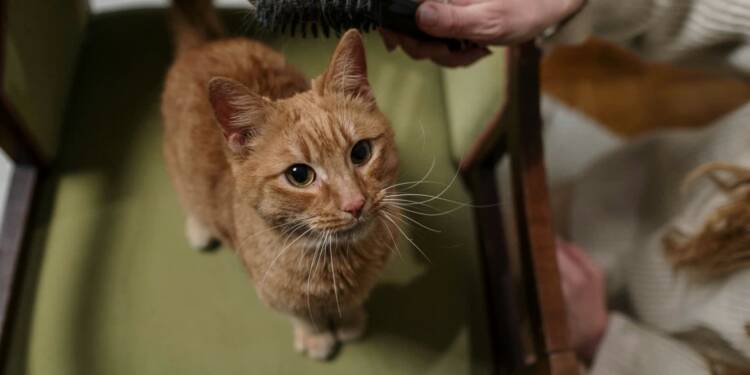 EAttachments947999914f4867e04816bb1268f89dfdf5da09c xl