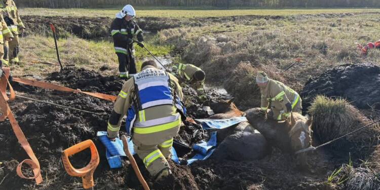 EAttachments9481328dc440968146923f03b803a25f04f0c46 xl