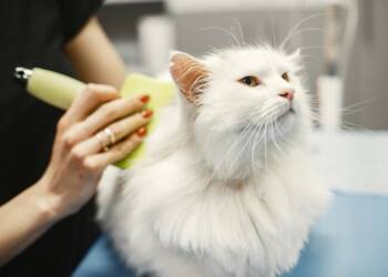 EAttachments9481669aa6bbf90d5cf8fc49d22171e405767ff xl