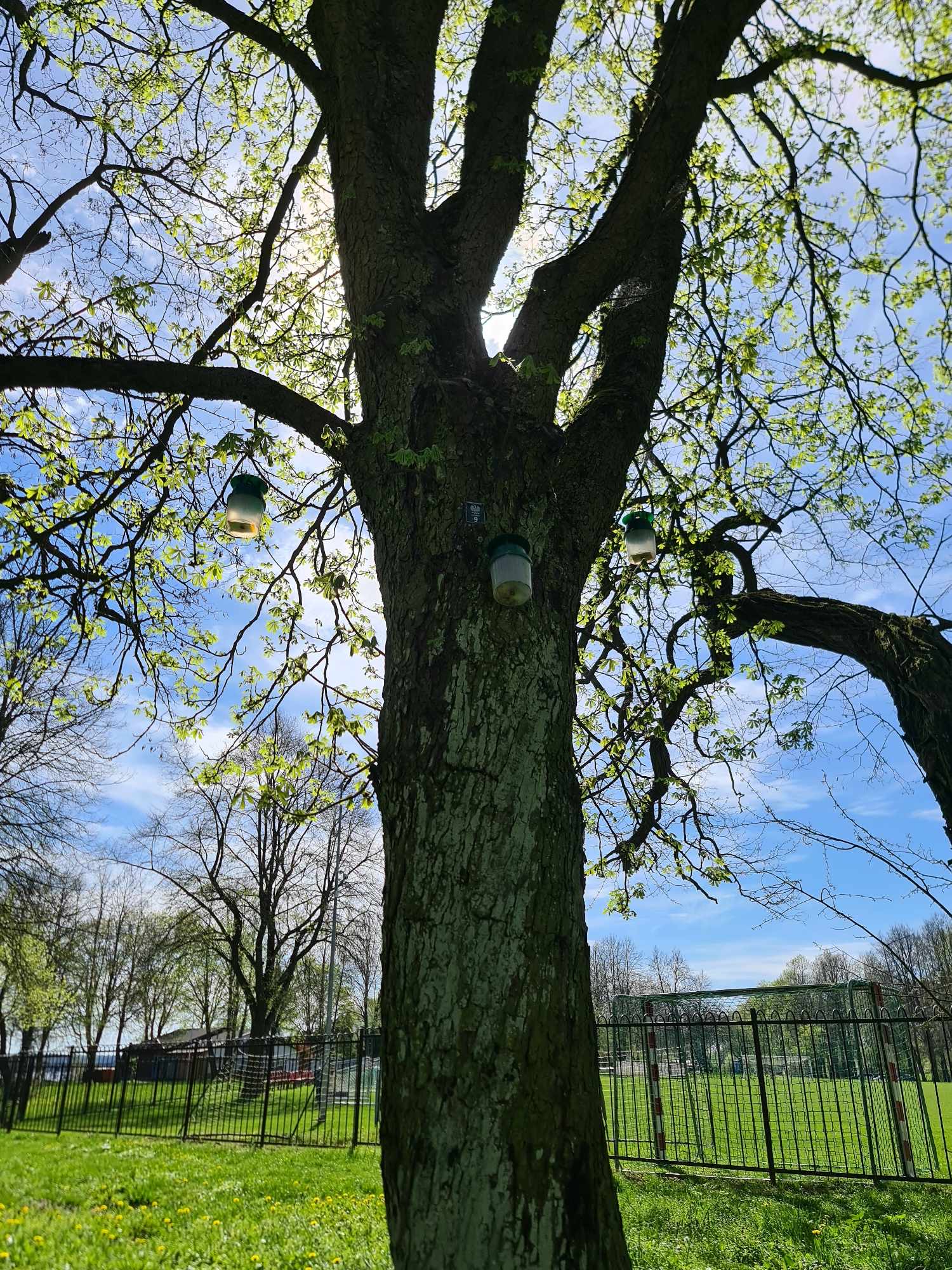 Lublin walczy ze szkodnikami kasztanowców. Zawieszono setki pułapek 2 Pułapki feromonowe na kasztanowcach przy ul. Krężnickiej_Miasto Lublin (2).jpeg