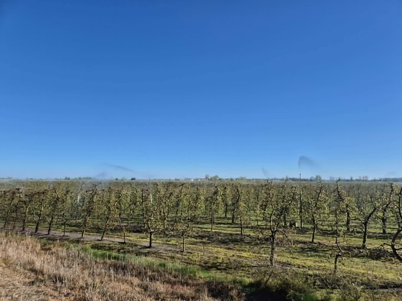 Gmina Łaziska: przymrozki zniszczyły uprawy sadowników 2 a56cbfc7-6468-4ba7-a2fe-66858b9f8107.jpg