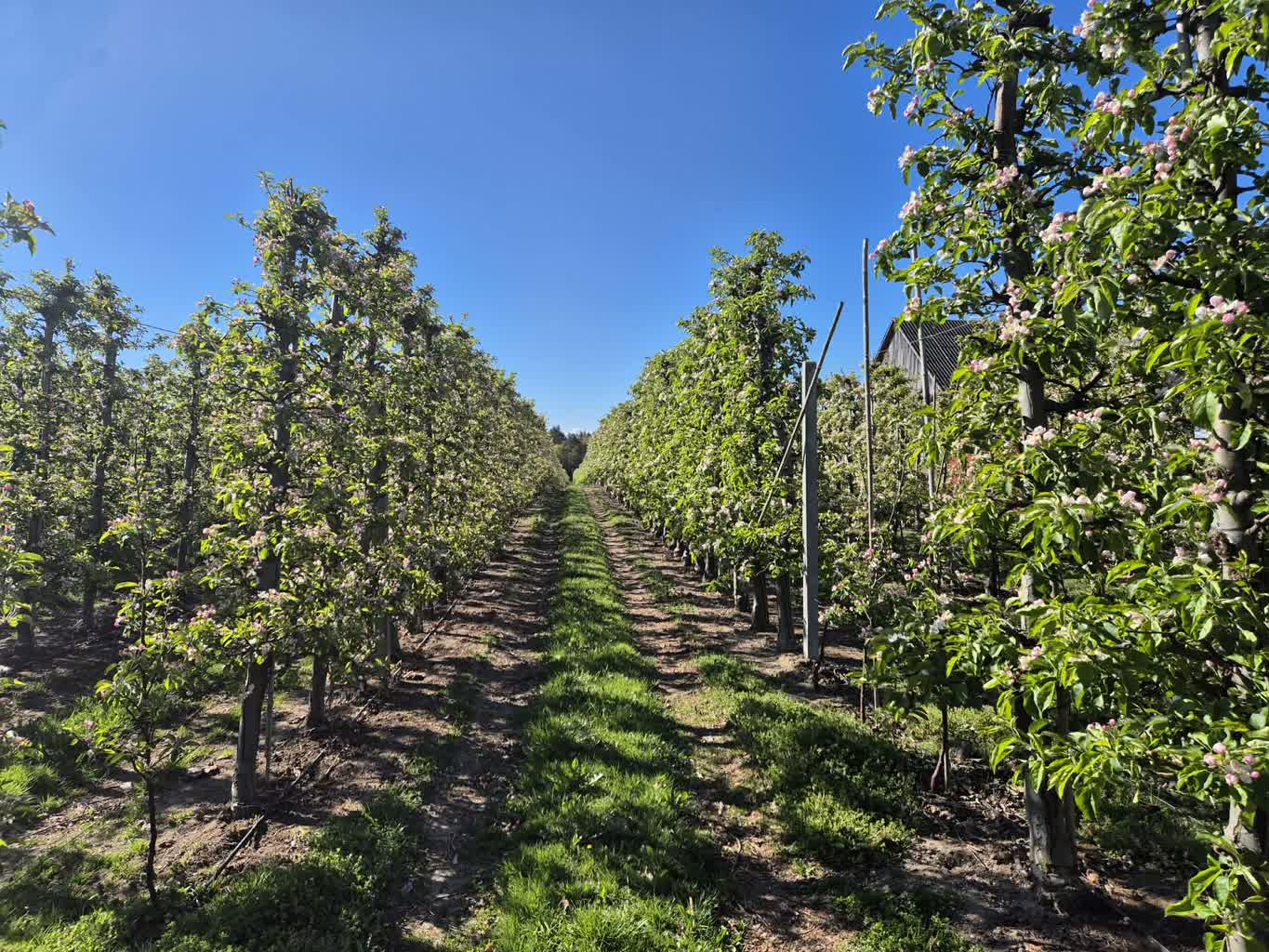 Ogromne straty po mrozach w regionie. Sadownicy apelują o pomoc