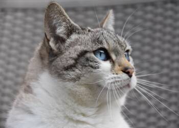 EAttachments9484144fef97ef9d1a4b6aeefab8a809b965940 xl