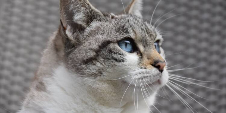 EAttachments9484144fef97ef9d1a4b6aeefab8a809b965940 xl