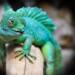 20.05.2026 Chwila dla pupila - profilaktyka weterynaryjna zwierząt egzotycznych 10 EAttachments8234030b03d415973e94697fa44fb987c27b0a3