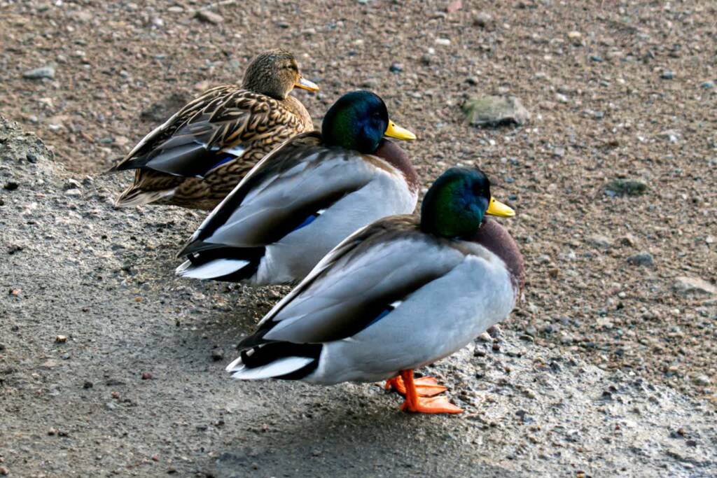 EAttachments9494565f51d22dae4242042316588096f5a4d82 xl