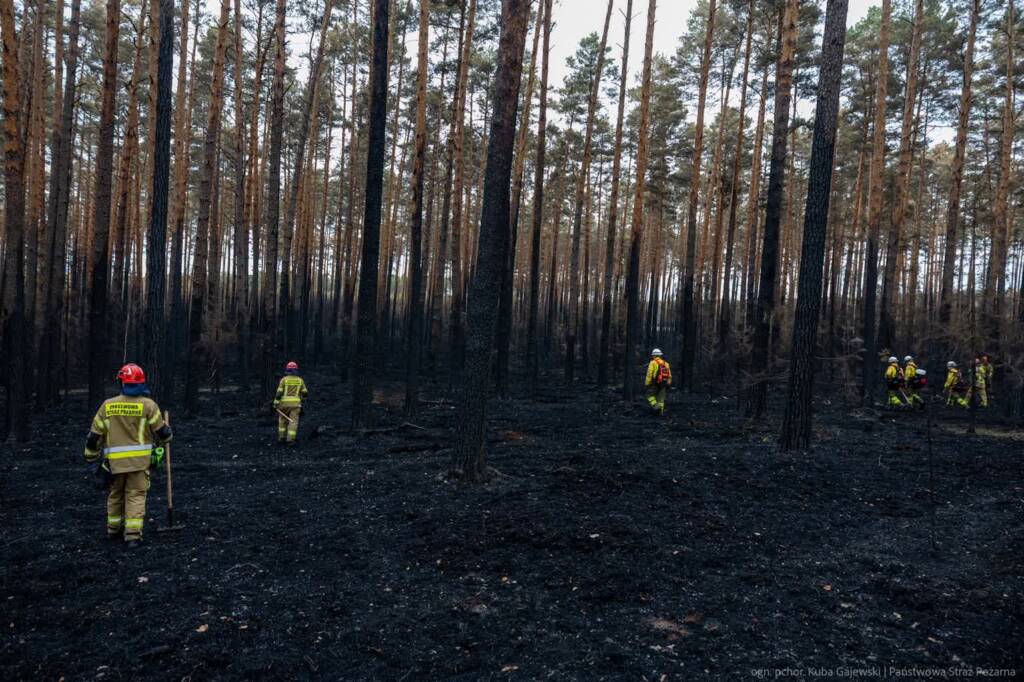 Puszcza Solska po pożarze. "Za chwilę możemy mieć podwójną katastrofę" 1 EAttachments951009898a377e166a369905aedc743ea238880 xl