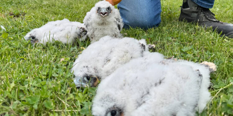 Cztery młode sokoły czekają na imiona. Trwa internetowy konkurs 1 EAttachments9522054771ac7e069694c69384b7d354ac583ee xl