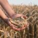 19.05.2026 Agrobiznes - o kontroli jakości artykułów rolno-spożywczych 10 EAttachments95224909e63adf02e5638db89a18859e3f9b2cd xl