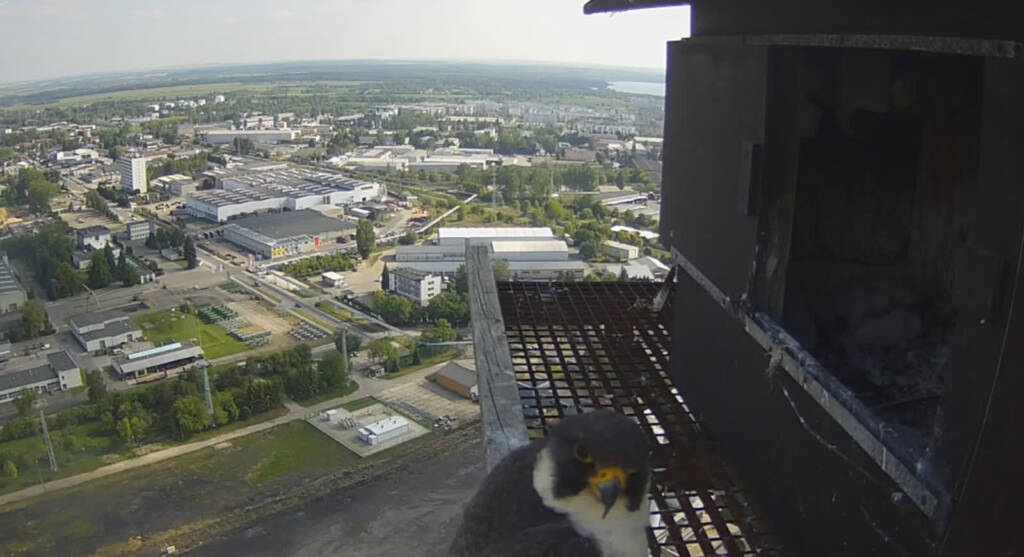 Druga budka dla sokołów wędrownych w Lublinie? Trwają przygotowania 1 EAttachments9525154a721a66091b365d9d9827609959613ee xl