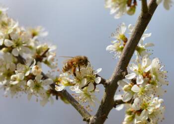 20.05.2026 Agrobiznes - Międzynarodowy Dzień Pszczół 2 EAttachments952563471f4d9ae4ac8a42bdd68eb6b8e27456f xl