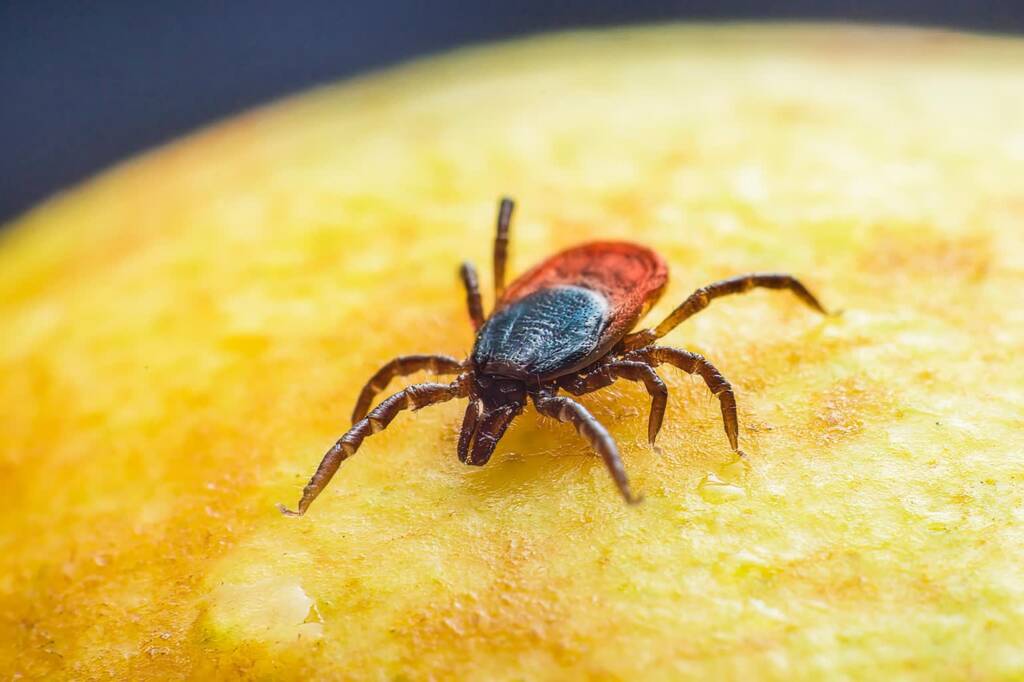 Niepozorne, ale niebezpieczne. Eksperci apelują o ostrożność i szczepienia 1 EAttachments9529790f691ce20256cd1c8920a681799108829 xl