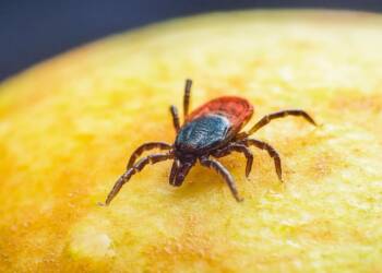Niepozorne, ale niebezpieczne. Eksperci apelują o ostrożność i szczepienia 8 EAttachments9529790f691ce20256cd1c8920a681799108829 xl