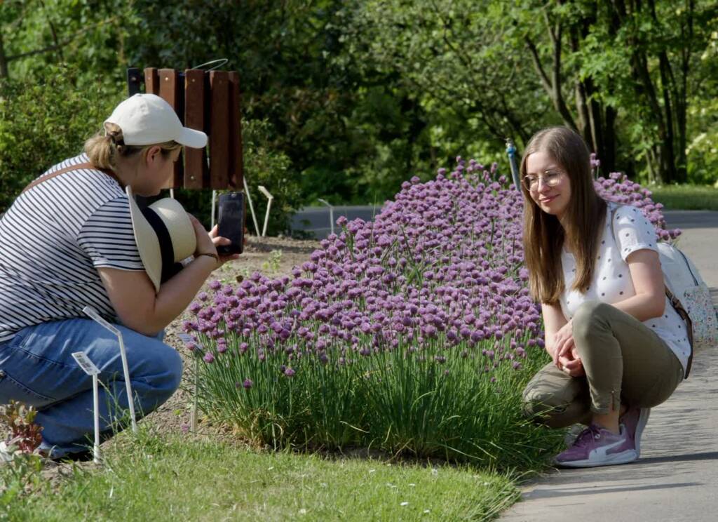 Ogród Botaniczny rozkwita irysami 1 EAttachments95360147969ad73298dde5f7bee86b59420c443 xl