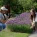 Ogród Botaniczny rozkwita irysami 10 EAttachments95360147969ad73298dde5f7bee86b59420c443 xl