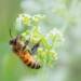 29.05.2026 Agrobiznes - wnioski o pomoc do przezimowanych rodzin pszczelich 10 EAttachments9544604156831c46ee48cc7f1037d84692caad8 xl