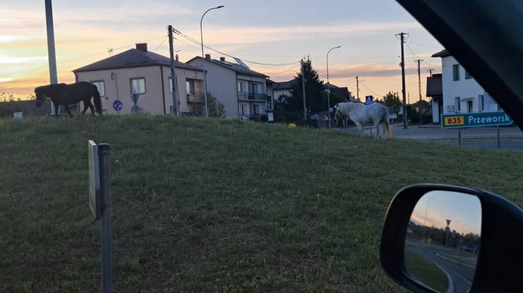 Kopytka na asfaltowym szlaku. Nietypowa akcja na drodze wojewódzkiej 2 EAttachments9546137e46f44522e9679d9828dd87256b3bdc8 xl