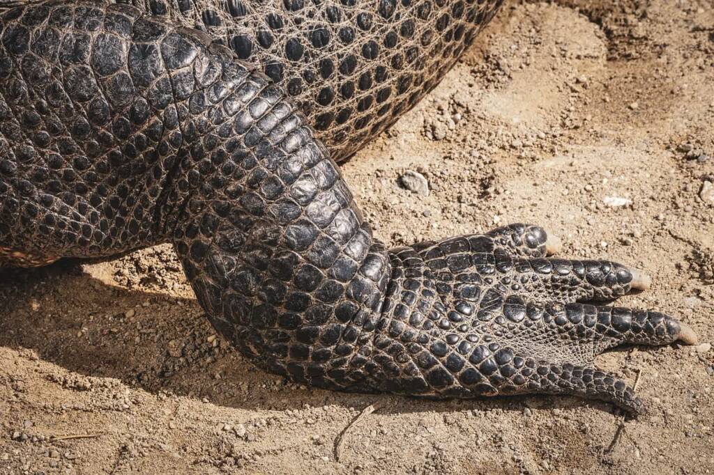 Nowe mieszkanki zamojskiego ZOO. To jedne z najrzadszych aligatorów świata 1 EAttachments9553121d0d7b69e66fe26506fb29110ee4bc9f9 xl