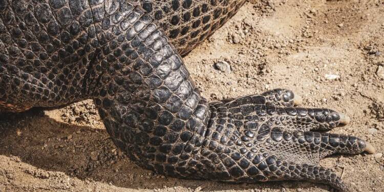 Nowe mieszkanki zamojskiego ZOO. To jedne z najrzadszych aligatorów świata 1 EAttachments9553121d0d7b69e66fe26506fb29110ee4bc9f9 xl